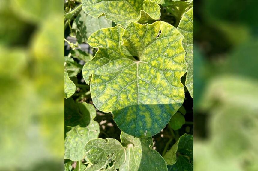 Virus symptoms on a cantaloupe leaf. | Stock image