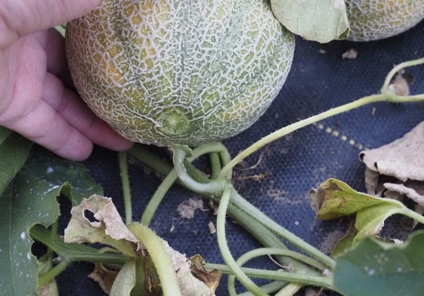 cantaloupe
