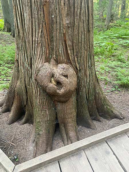 A beryl on a Red Mountain cedar tree. | Bill Schiess, EastIdahoNews.com