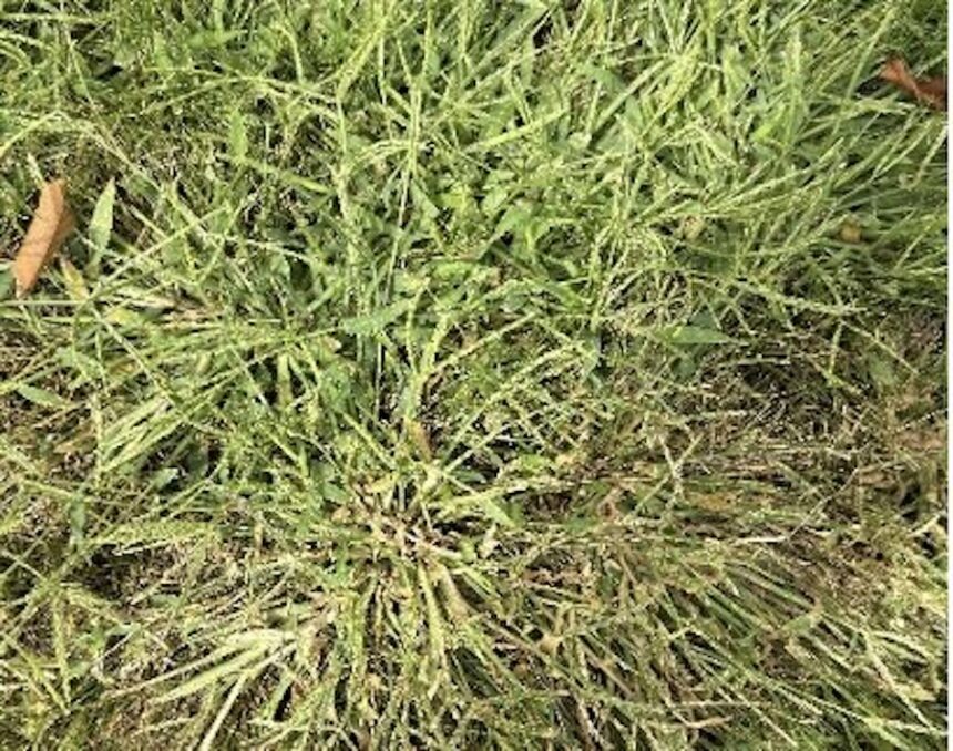 crab grass
