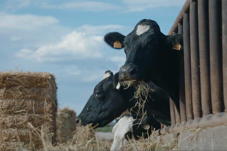 cows