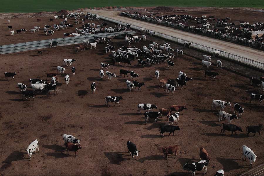cows