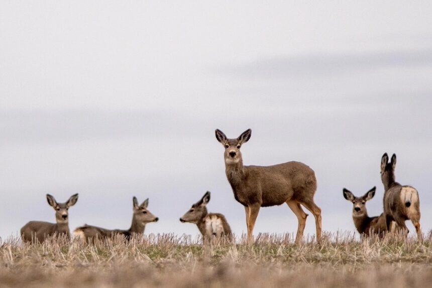 deer 1