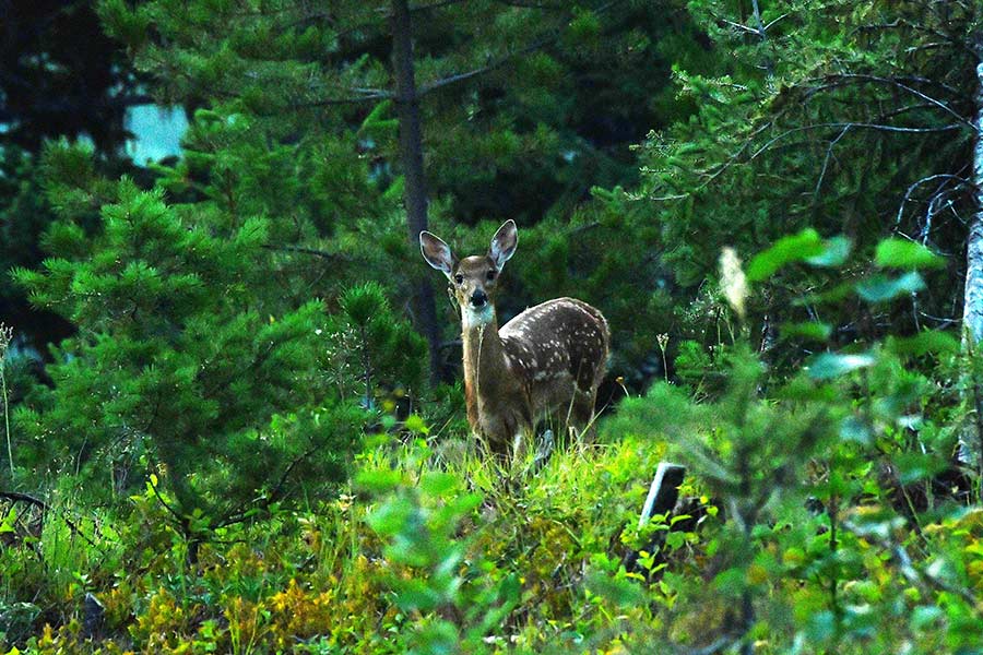 A fawn White-tailed deer in the early morning just before the sun came up. | Bill Schiess, EastIdahoNews.com