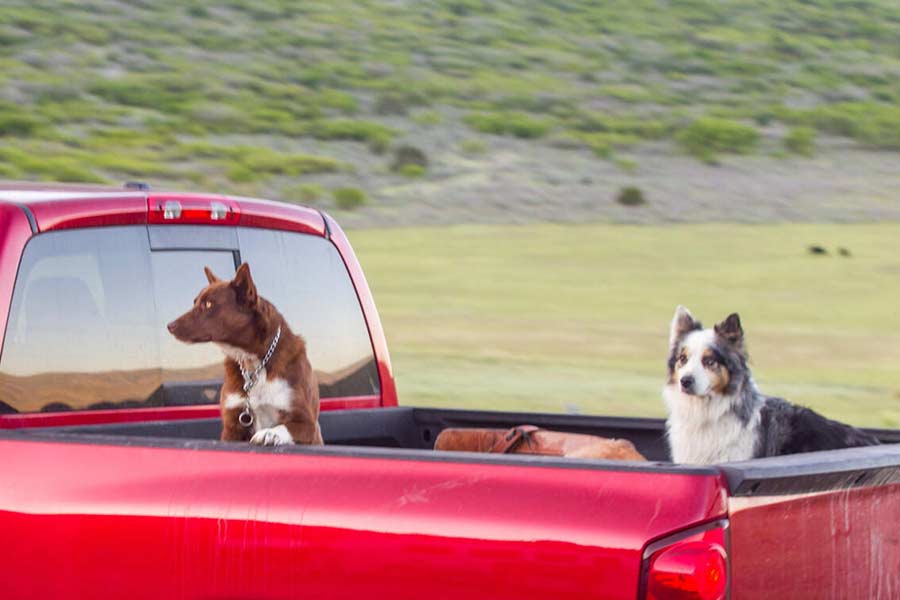 Can I get pulled over for people or pets in the back of my truck? We asked ISP