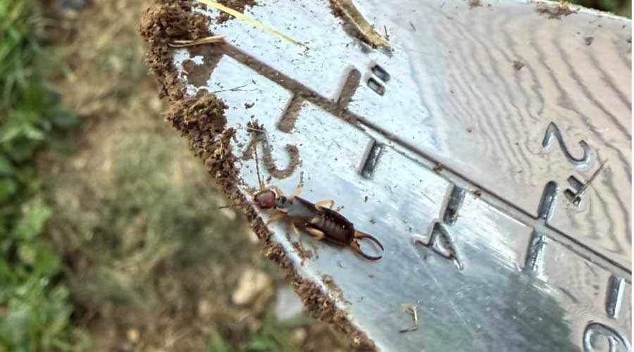 What’s behind this year’s earwig activity?