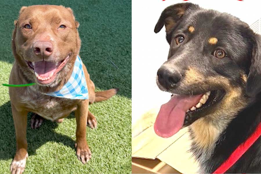 Meet 10 pets ready to change your life