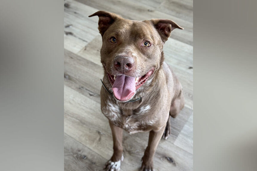 Enzo, a senior dog available for adoption