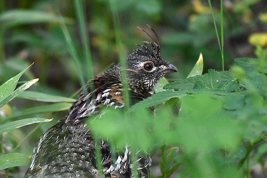 A male Ruffed grouse on the Big Prairie in Glacier NP. | Bill Schiess, EastIdahoNews.com