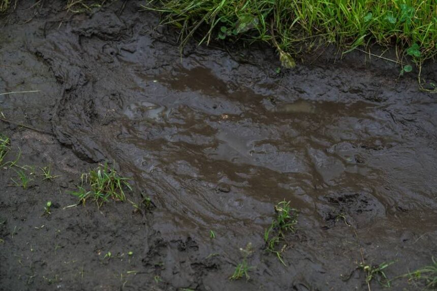 Muddy Puddle with Grass Along the Edges