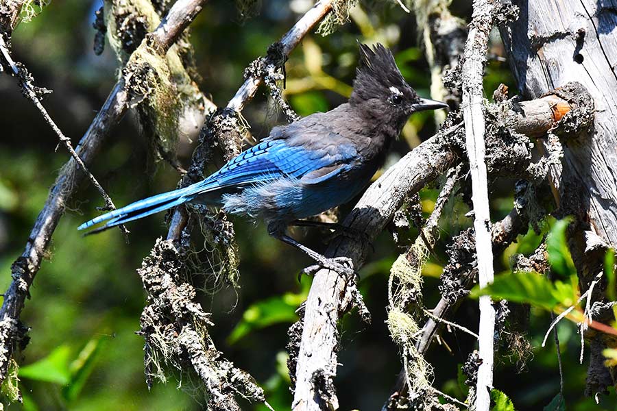 A Steller's jay at Avalanche Lake in Glacier National Park.   Bill Schiess, EastIdahoNews.com