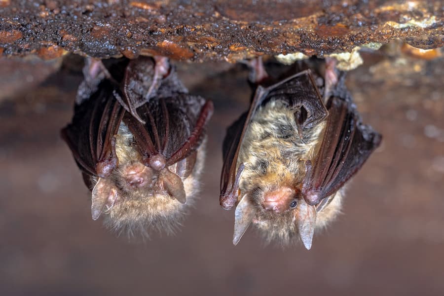 Rabid bat found in Custer County; disease fatal if not treated immediately