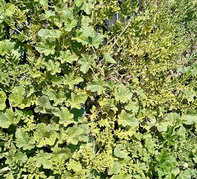 Garden disorder diagnosis can require some detective work. Watermelon Mosaic Virus is the culprit affecting this melon patch. | Stock image