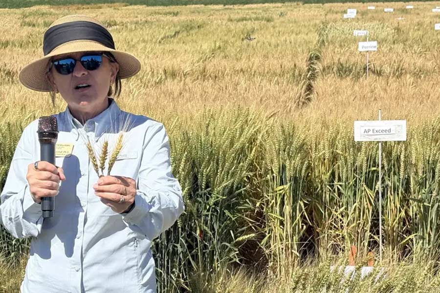 Desperate For Water, Idaho Looks To Cloud Seeding For A Boost 5 Juliet Marshall, associate director of the Idaho Agricultural Experiment Station, professor and an Extension specialist in cereals, holds up a soft white winter wheat variety while discussing results of her 2026 variety trials at University of Idaho’s Aberdeen Research and Extension Center.
