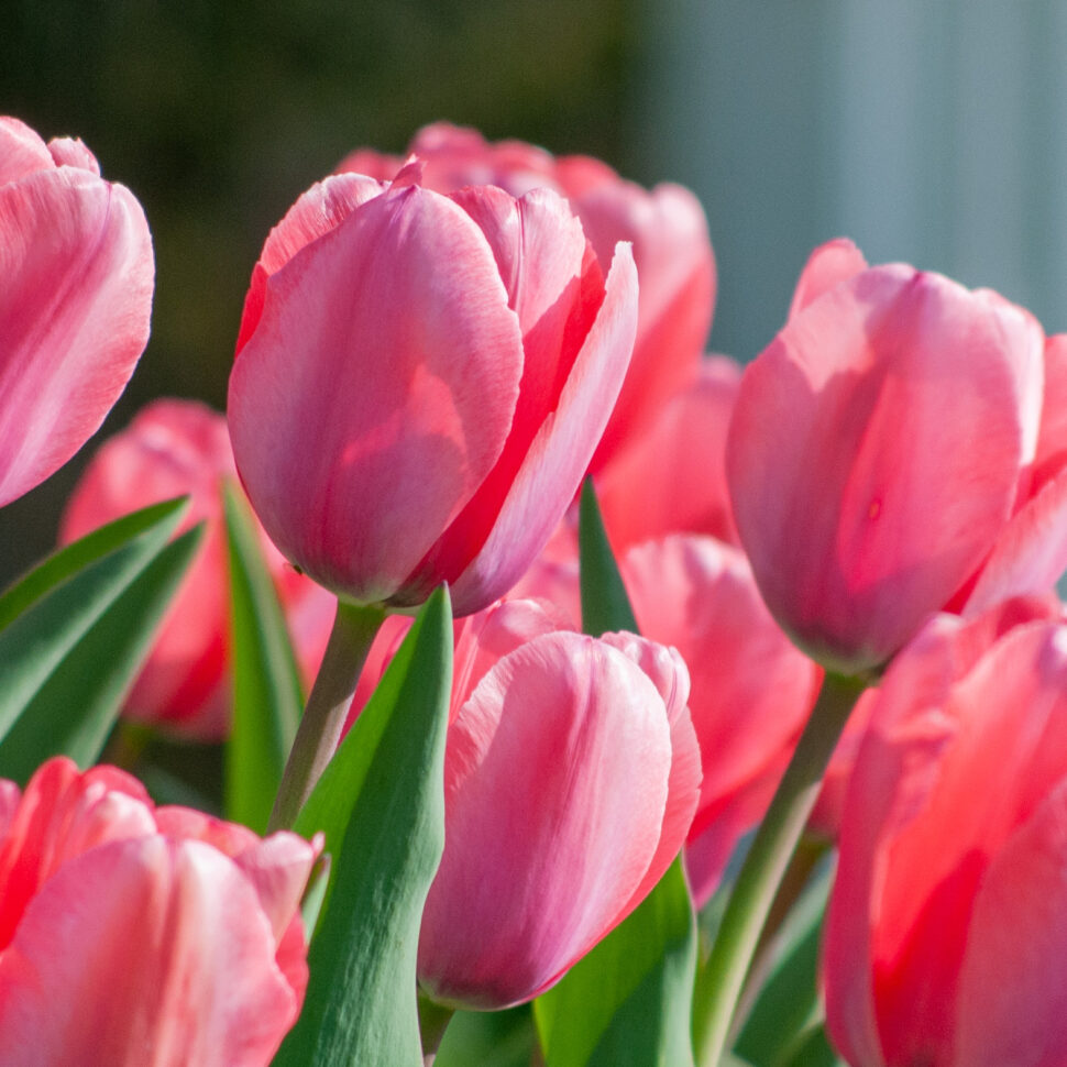 Flower-tulip
