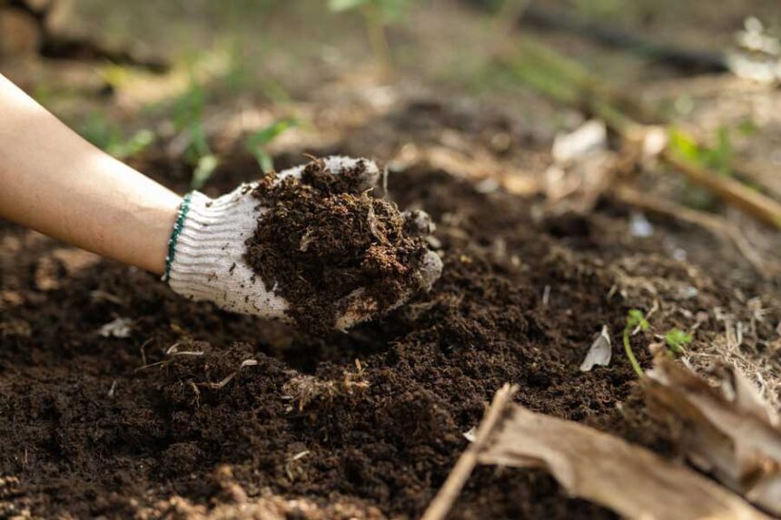 A handful of healthy soil.