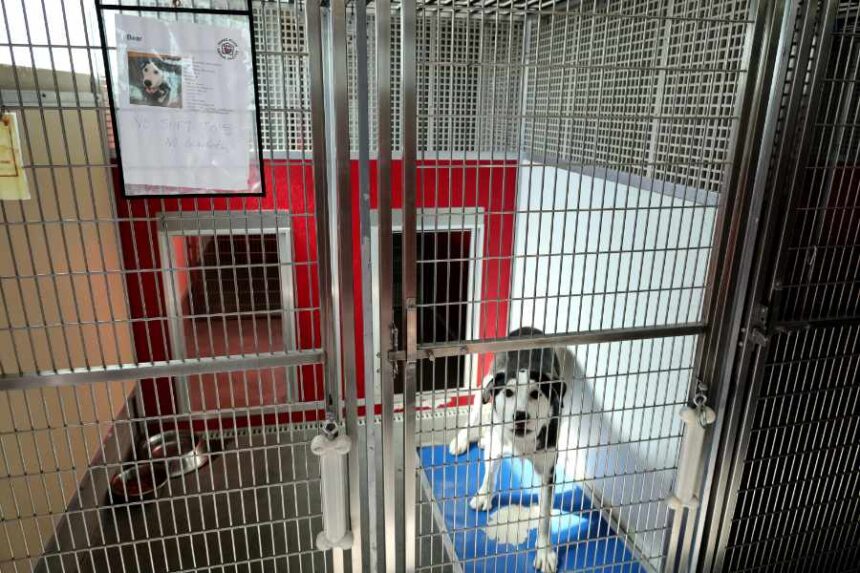 Bear from the Snake River Animal Shelter | Rachel Jensen, EastIdahoNews.com