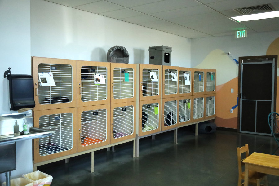Full Cat Kennels at the Snake River Animal Shelter | Rachel Jensen, EastIdahoNews.com