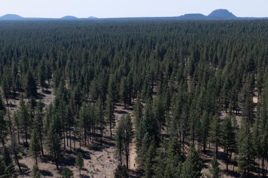 A person walks along a dirt road in Deschutes National Forest, May 1, 2025, near Bend, Oregon | Jenny Kane, Associated Press
