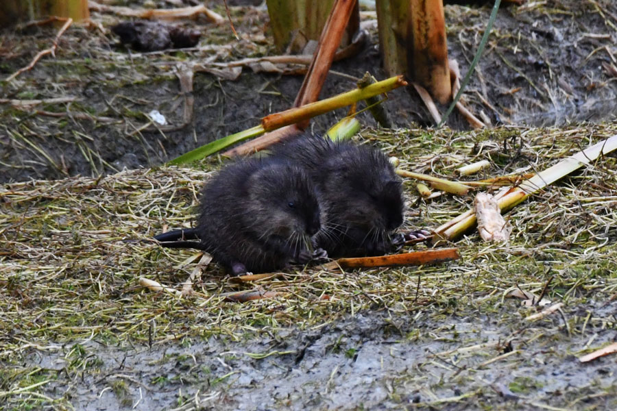 Muskrat11 26