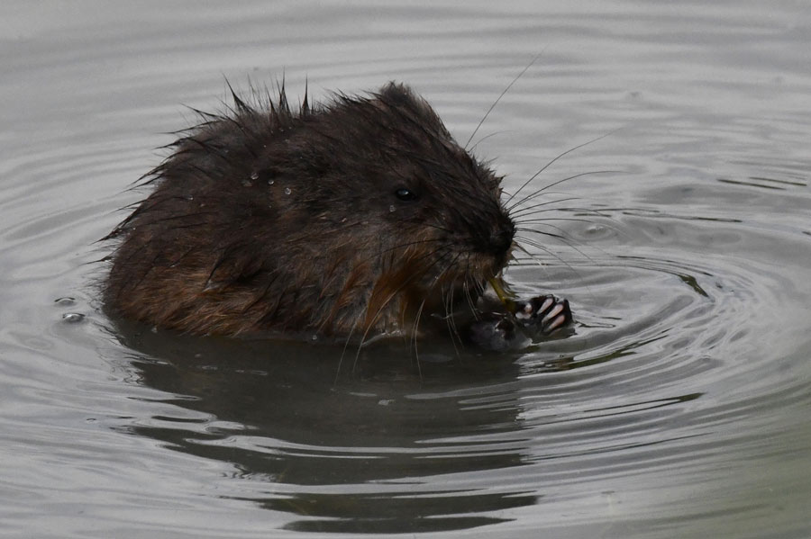 A muskrat pup eating a small fish.