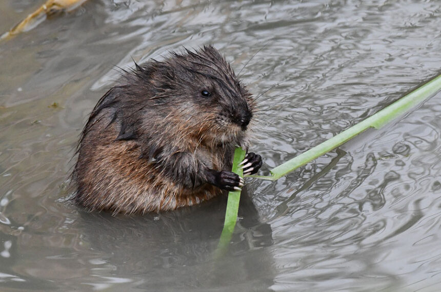 A muskrat pup eating a cattail. | Bill Schiess, EastIdahoNews.com