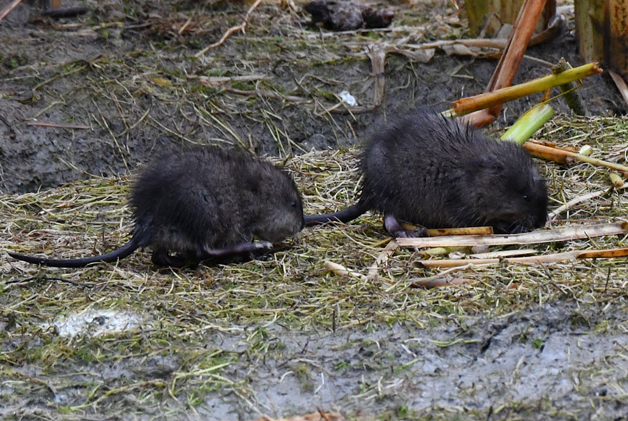 Two muskrat pups looking for food near a pond on a canal.