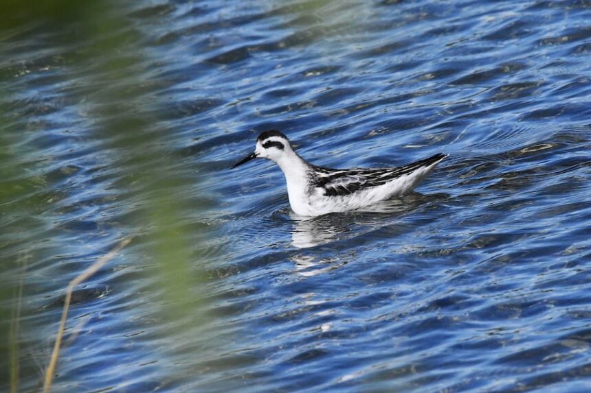 red-necked phalaropes in winter plumage