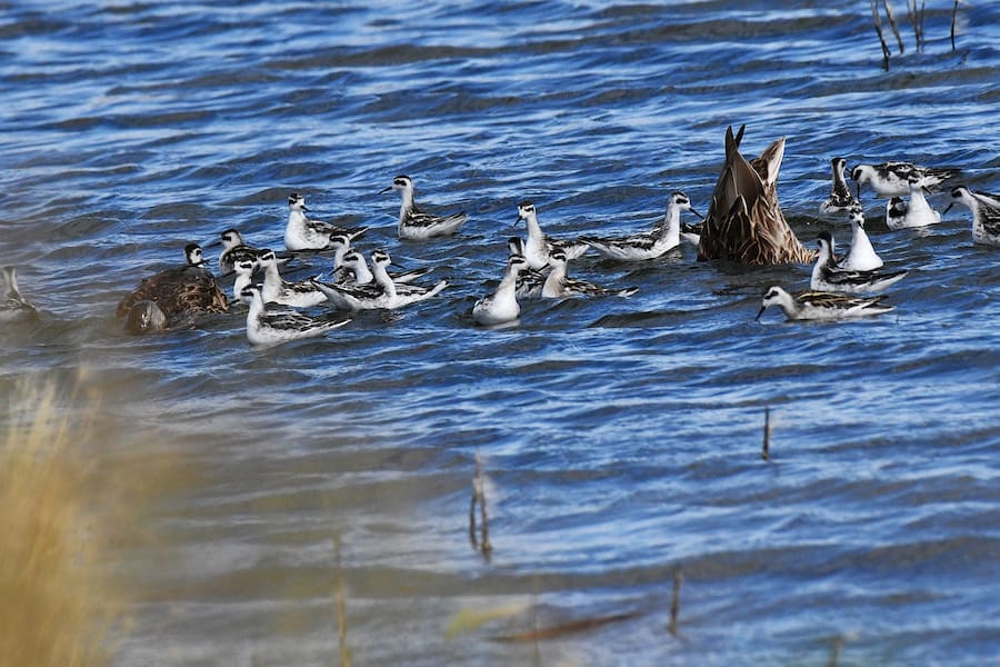 red-necked phalaropes feed with mallards