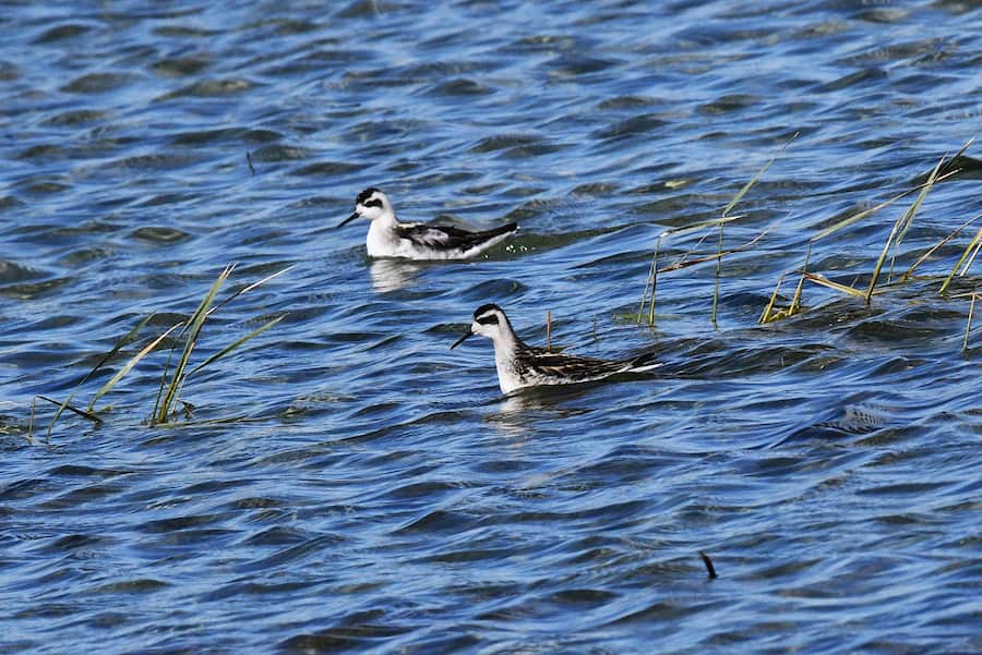 adult and juvenile red-necked phalaropes
