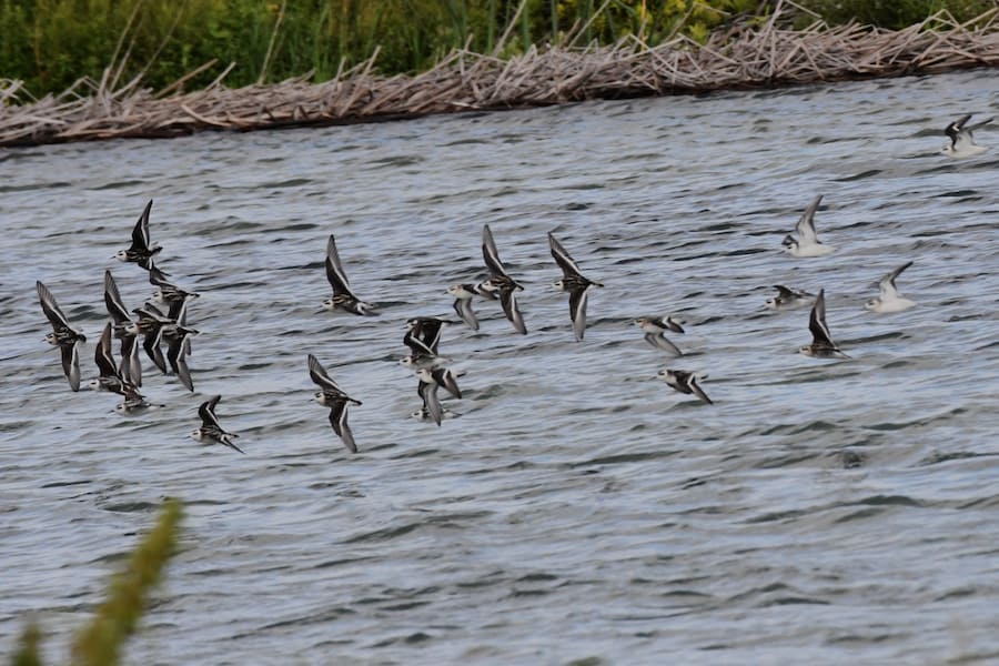 flock of red-necked phalaropes