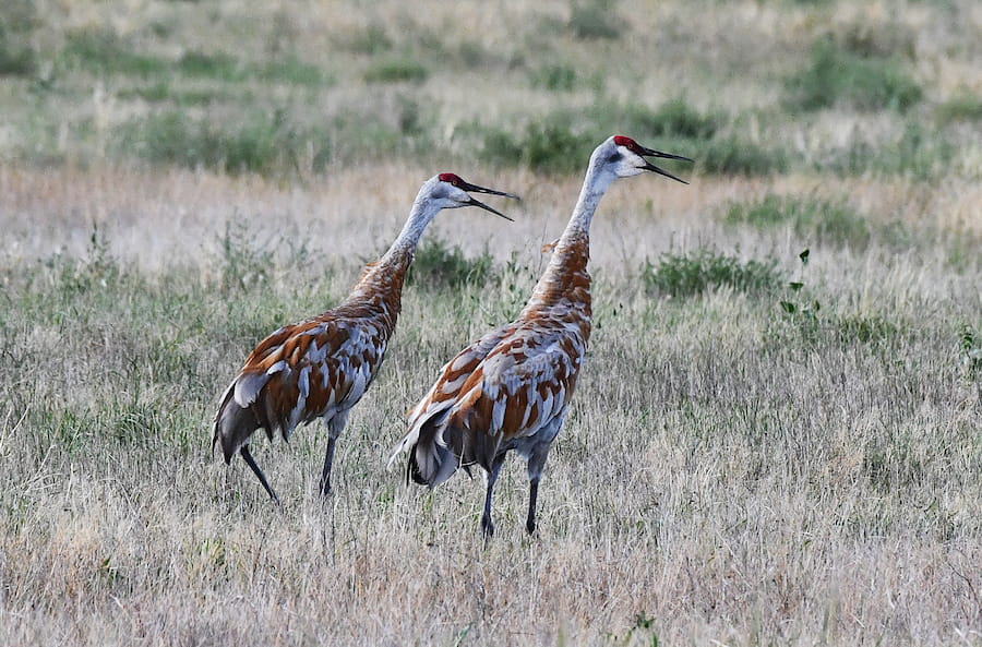 sandhill cranes