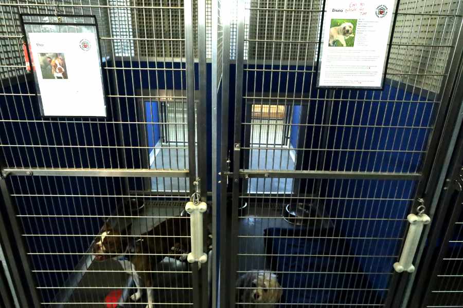 Thor and Bruno from the Snake River Animal Shelter | Rachel Jensen, EastIdahoNews.com