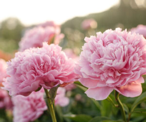 Pink flower