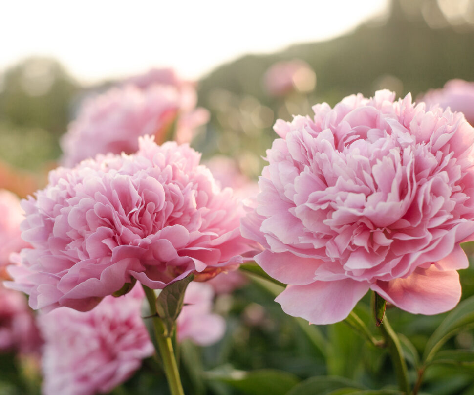 Pink flower