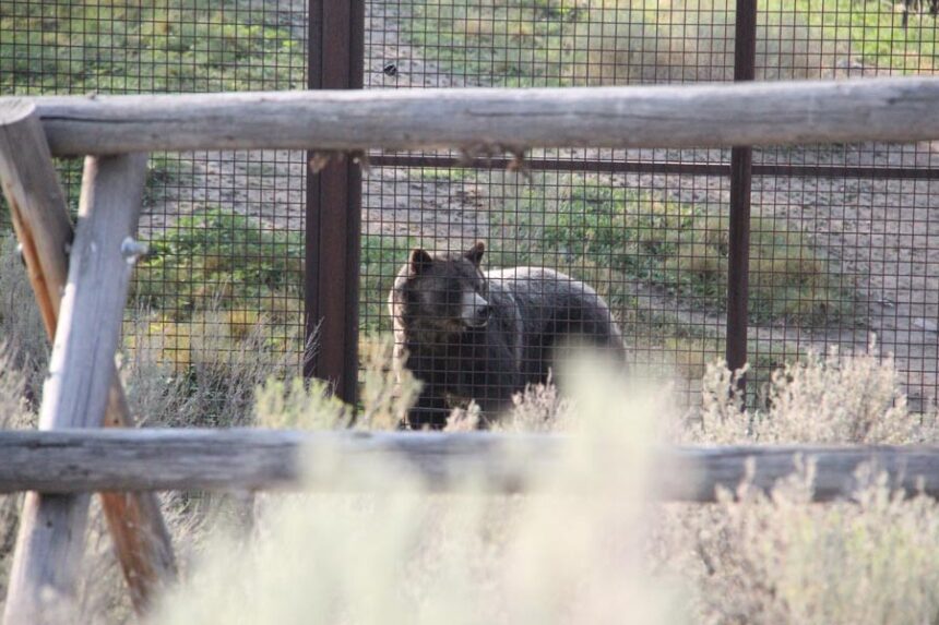 Shoni the Grizzly Bear