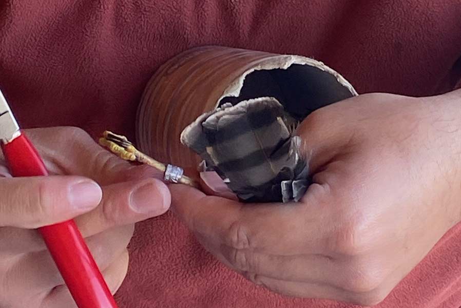 A band is placed on the leg of the Sharpie before it is released. | Bill Schiess, EastIdahoNews.com