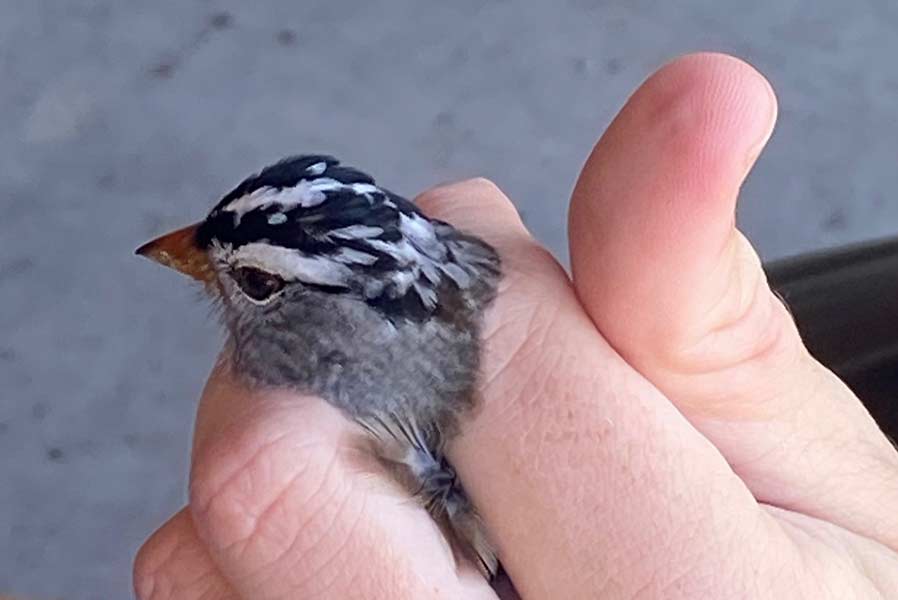 The White-crowned sparrows were some of the most numerous birds captured at the banding station. | Bill Schiess, EastIdahoNews.com