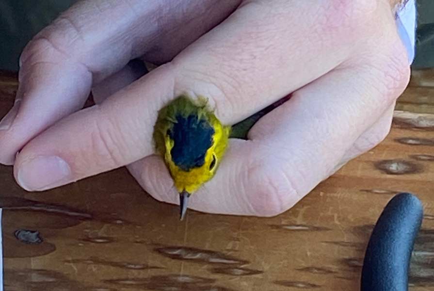 The Wilson's warbler was the most colorful bird captured last Monday. | Bill Schiess, EastIdahoNews.com