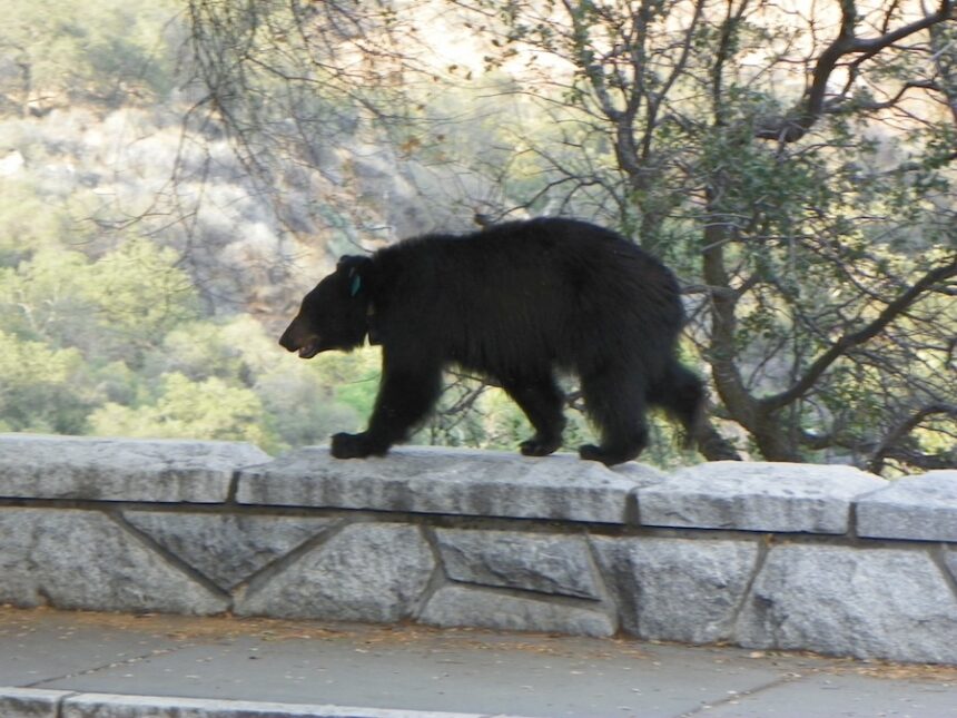 beware of bears sequoia national park 2026 07 15 21 34 49 utc