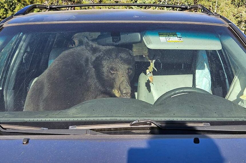A bear sits in a car after getting stuck inside of it Sunday, July 19, 2026 in Gold Hill, Colo. (Patrick Sullivan via AP)wld