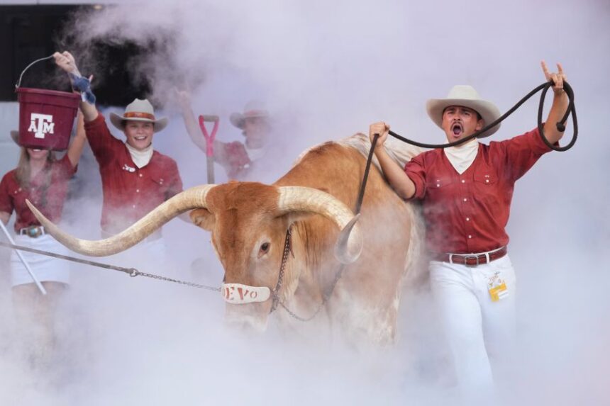 Texas mascot BEVO is lead on to the field before an NCAA college football game between Texas and Ohio State in Austin, Texas, Saturday, Sept. 12, 2026. (AP Photo/Eric Gay)