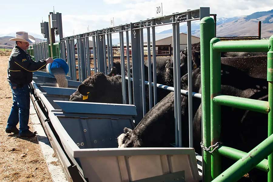 Cows at the Nancy M. Cummings Research, Extension and Education Center in Carmen. | Courtesy University of Idaho