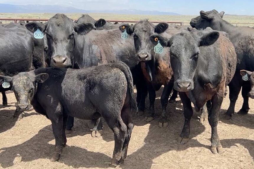 Cows in a corral in Kilgore. | Rett Nelson, EastIdahoNews.com