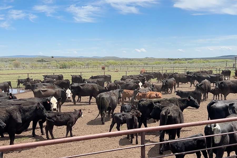 A herd of cows in Kilgore. | Rett Nelson, EastIdahoNews.com