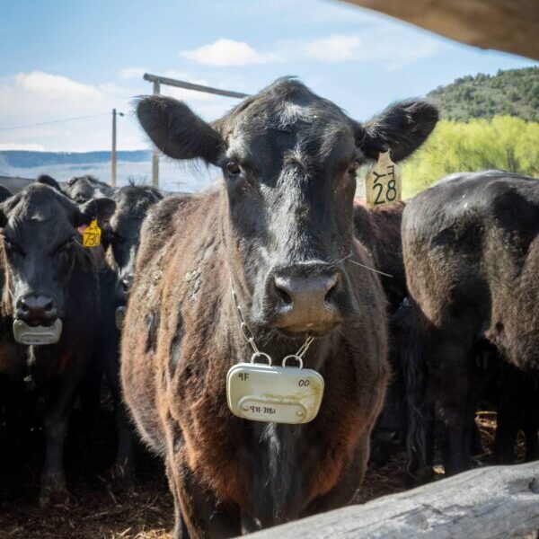 One of Jessie's cows with the GPS collar. | Courtesy Steve Stuebner