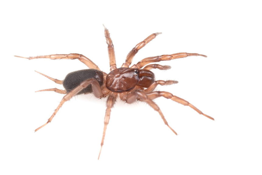 Hexura vandal spider