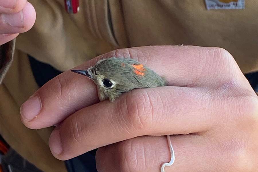 The Ruby-crowned kinglet is the smallest bird that the team is allowed to examine at Camas. | Bill Schiess, EastIdahoNews.com
