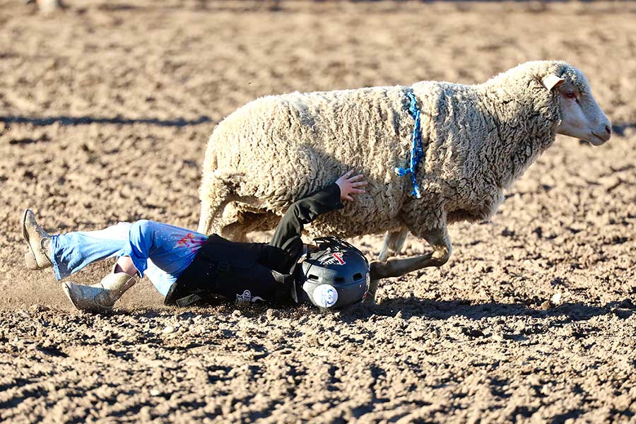 mutton bustin at the fair
