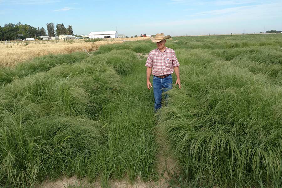 Lane Newman is a teff grower in Jefferson County. EastIdahoNews.com spoke with another farmer from Rexburg who's been growing the crop for about three years. Watch our conversation in the video above. | Photo courtesy Joseph Sagers